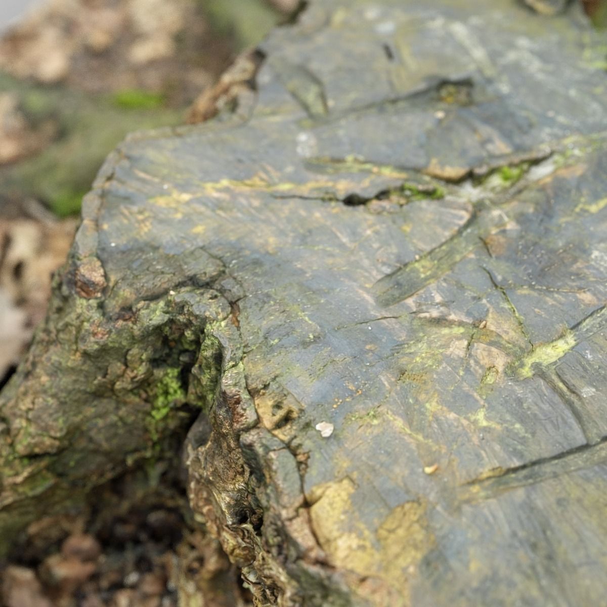 Moss covered tree stump Low-poly 3D model_12