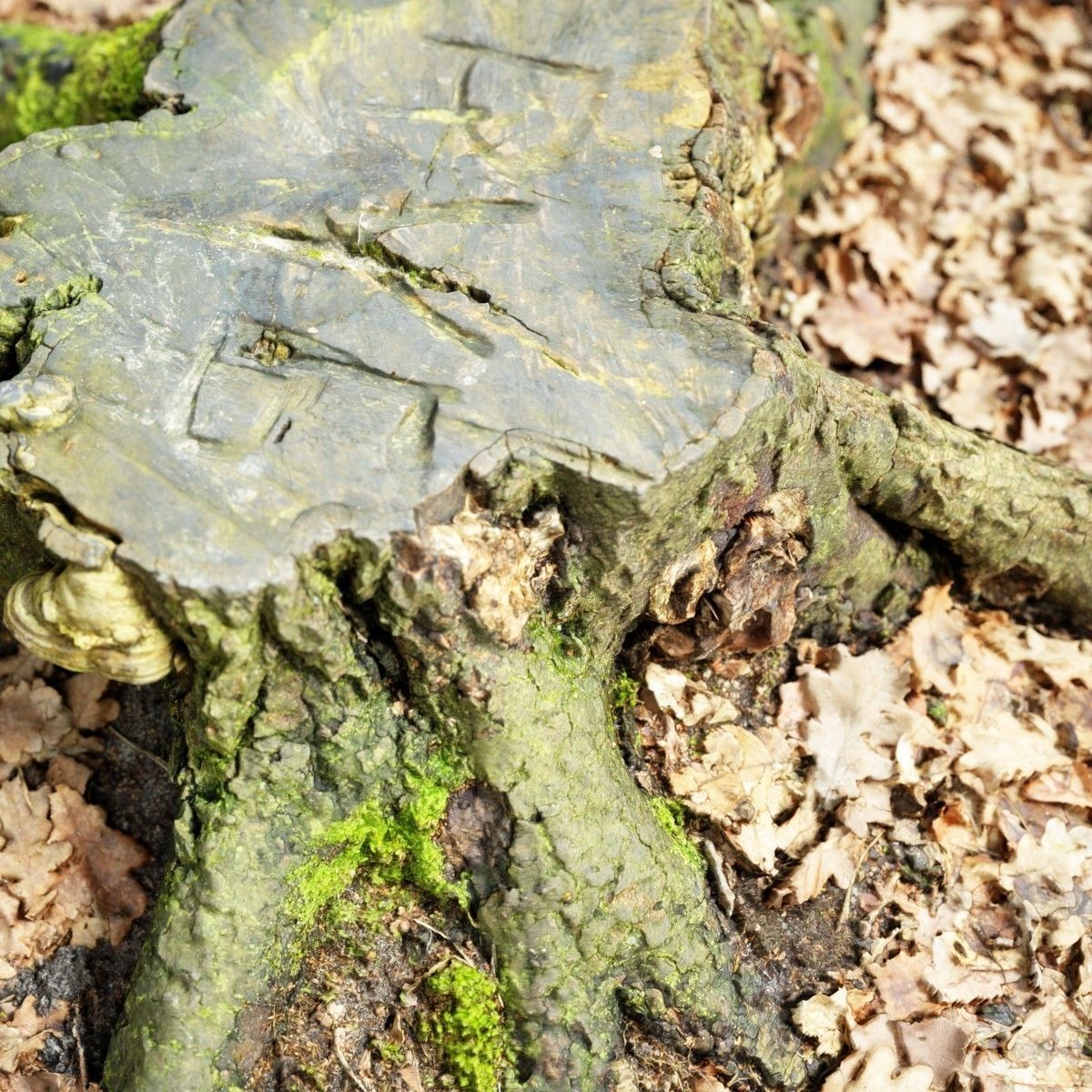 Moss covered tree stump Low-poly 3D model_2