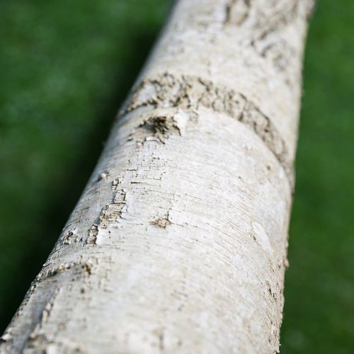 White paper tree bark asset Low-poly 3D model