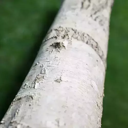 White paper tree bark asset