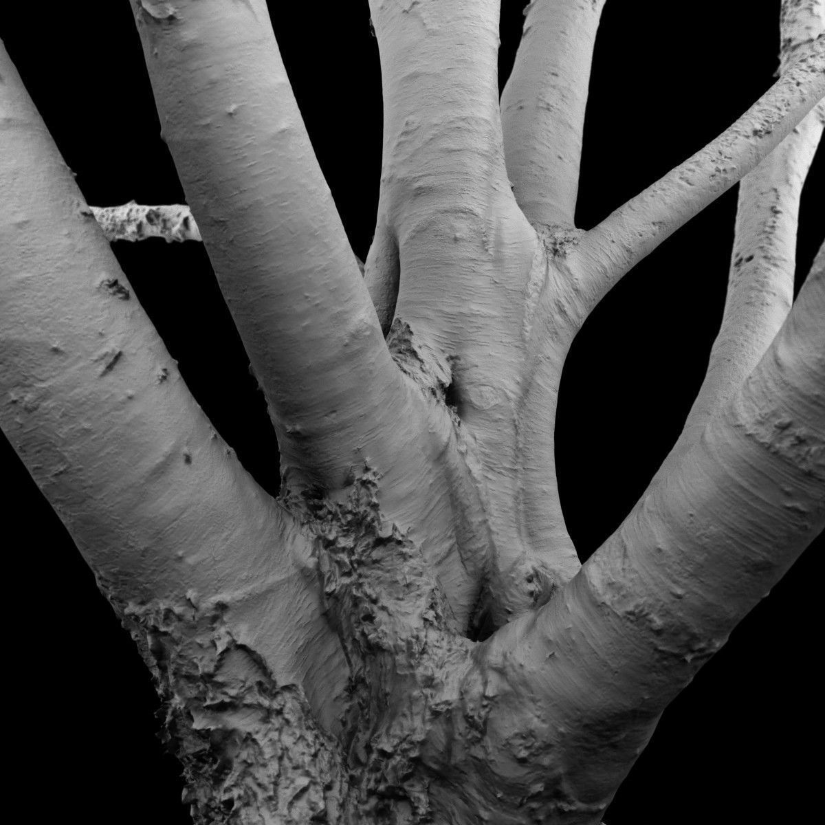 Paper tree 3D scan Low-poly 3D model_5