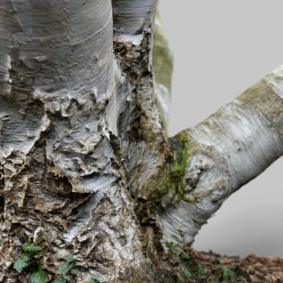 Paper tree 3D scan Low-poly 3D model_13