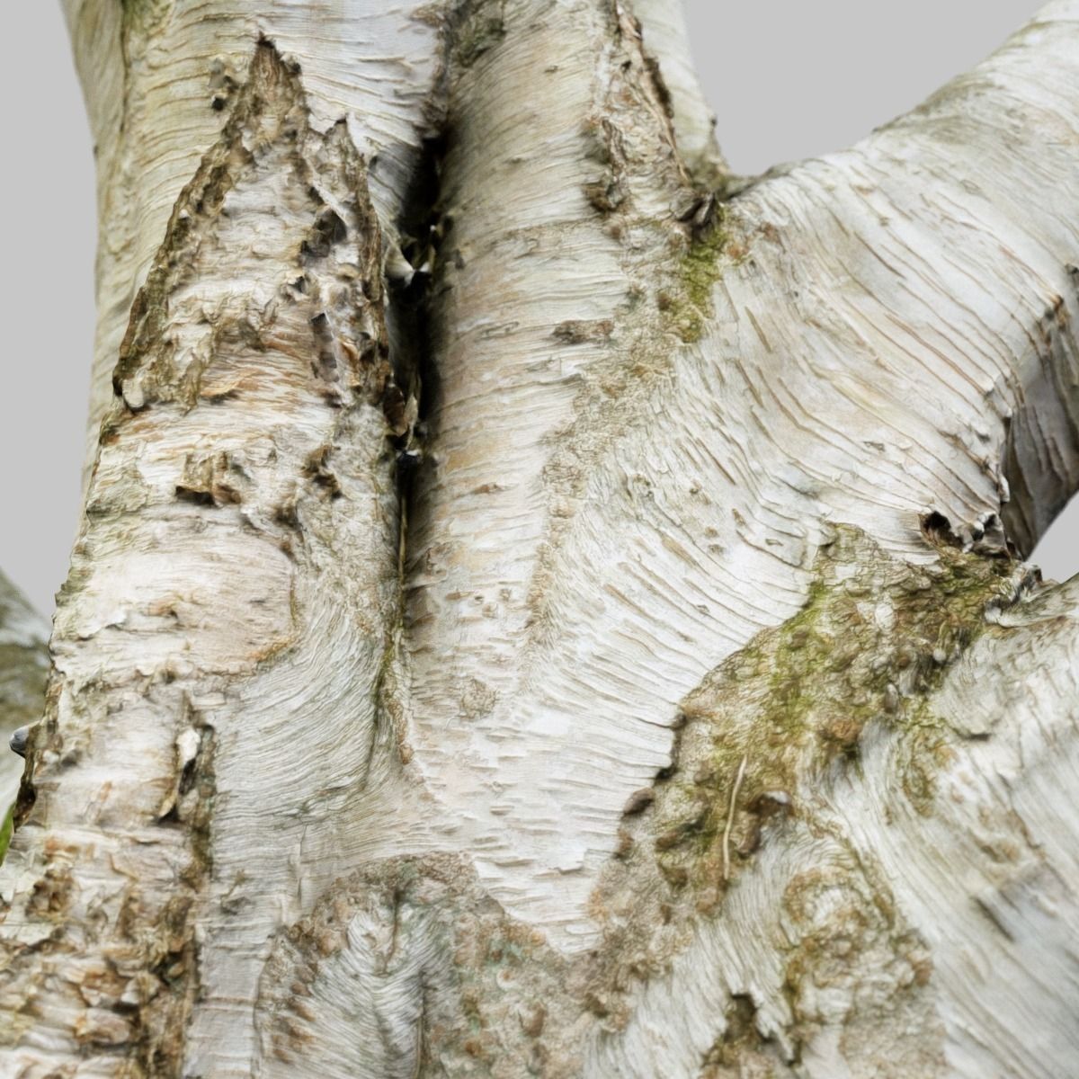 Paper tree 3D scan Low-poly 3D model_11