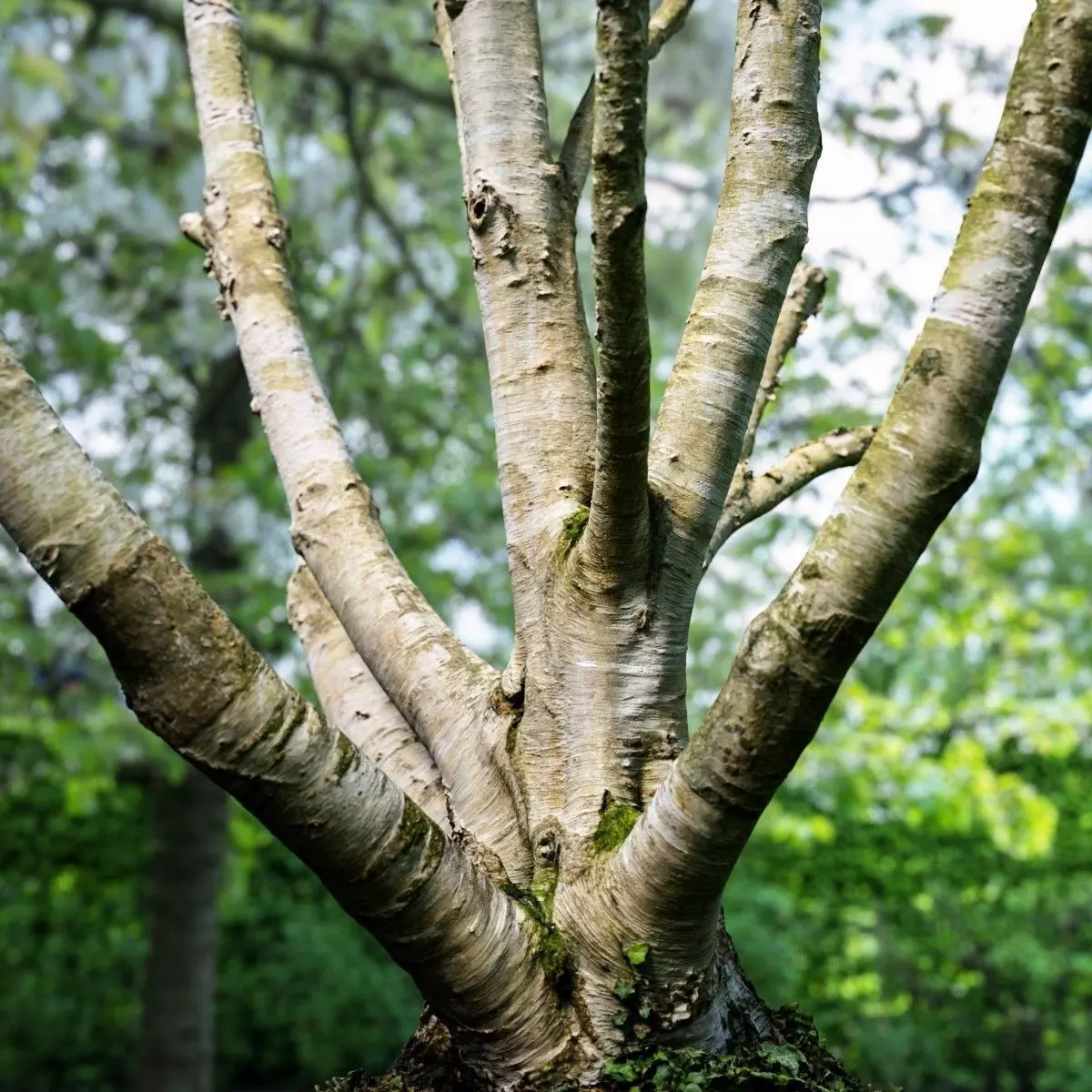 Paper tree 3D scan Low-poly 3D model_0