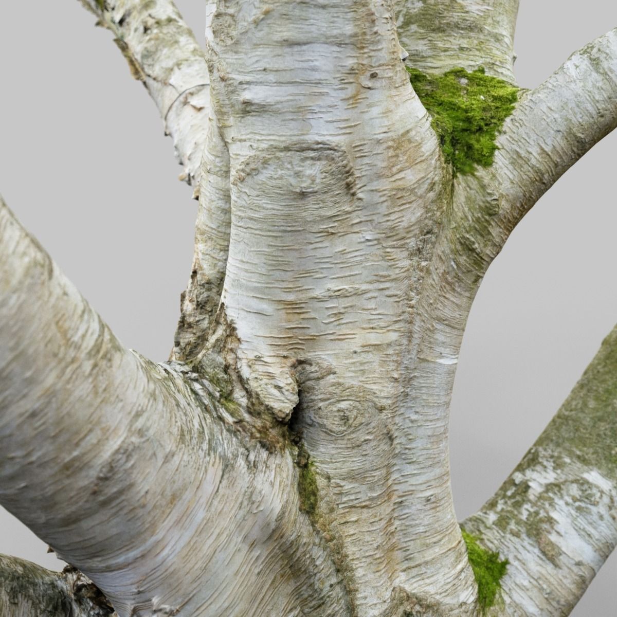 Paper tree 3D scan Low-poly 3D model_7