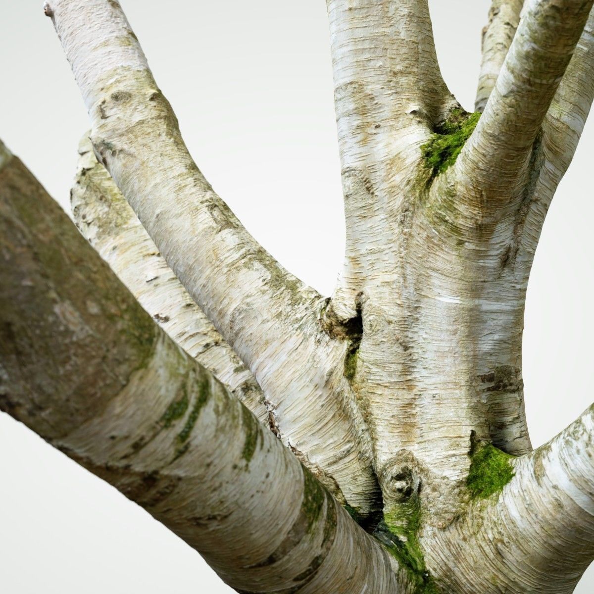 Paper tree 3D scan Low-poly 3D model_2