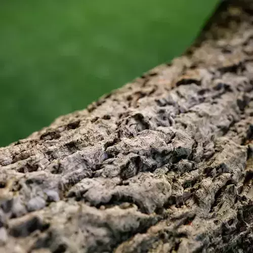 3D photoscanned Bark Asset