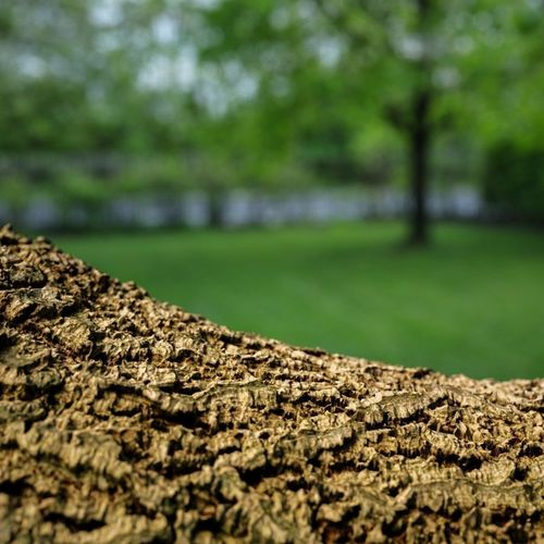 Bark Scan Asset Low-poly 3D model
