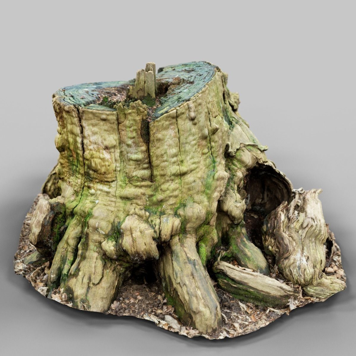 Realistic tree root stump Low-poly 3D model_6