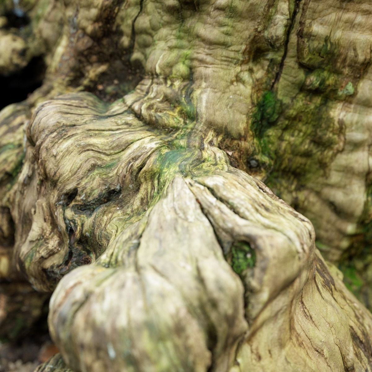 Realistic tree root stump Low-poly 3D model_9