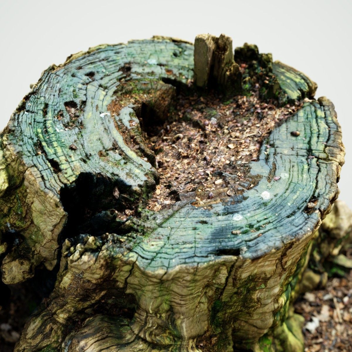 Realistic tree root stump Low-poly 3D model_3