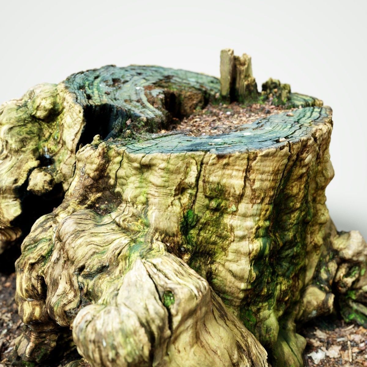 Realistic tree root stump Low-poly 3D model_2
