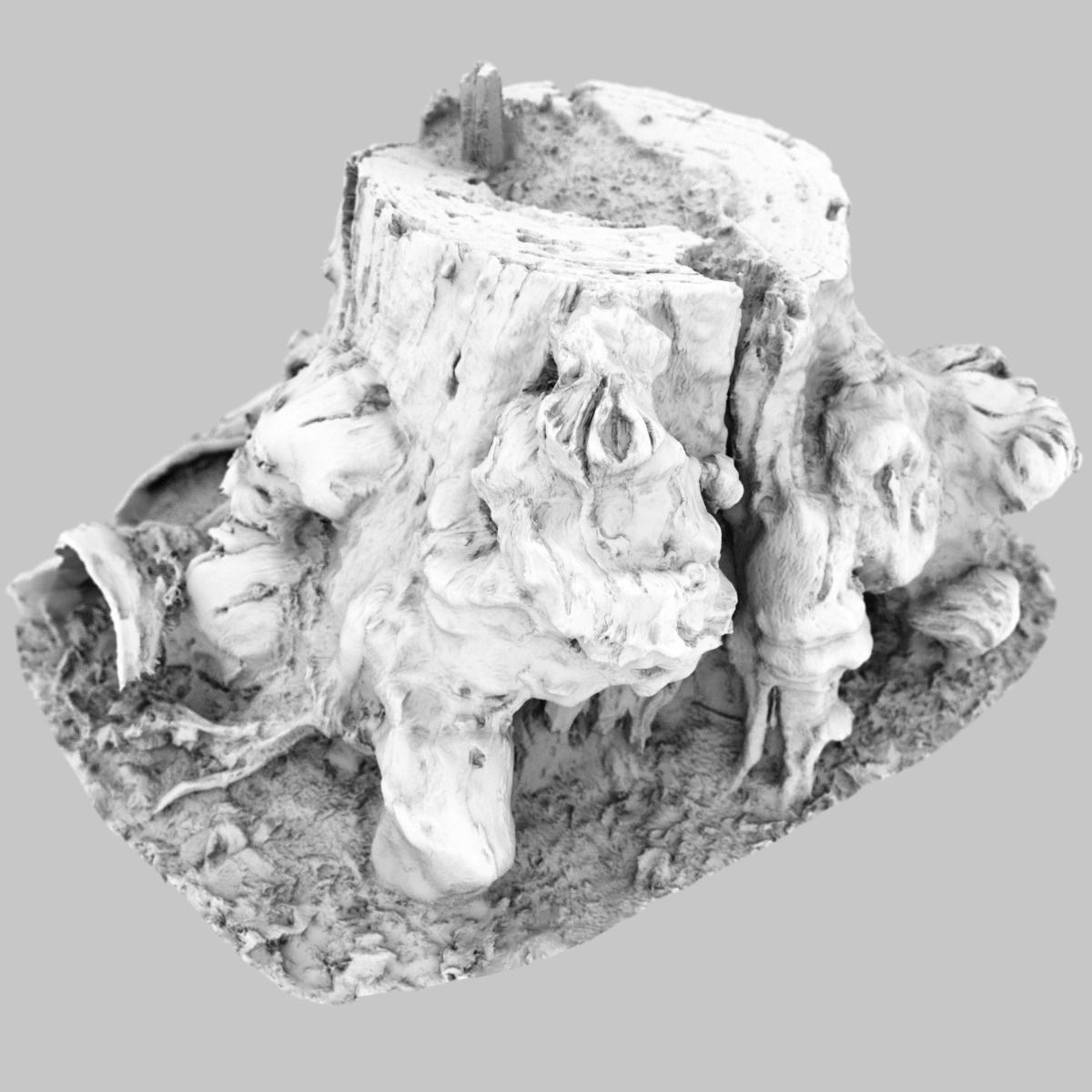 Realistic tree root stump Low-poly 3D model_12