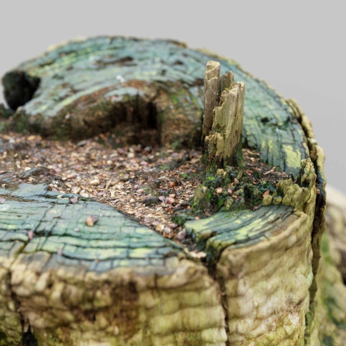 Realistic tree root stump Low-poly 3D model_10