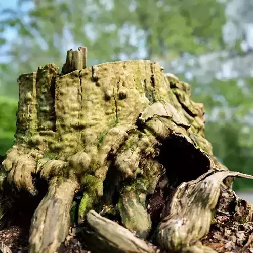 Realistic tree root stump