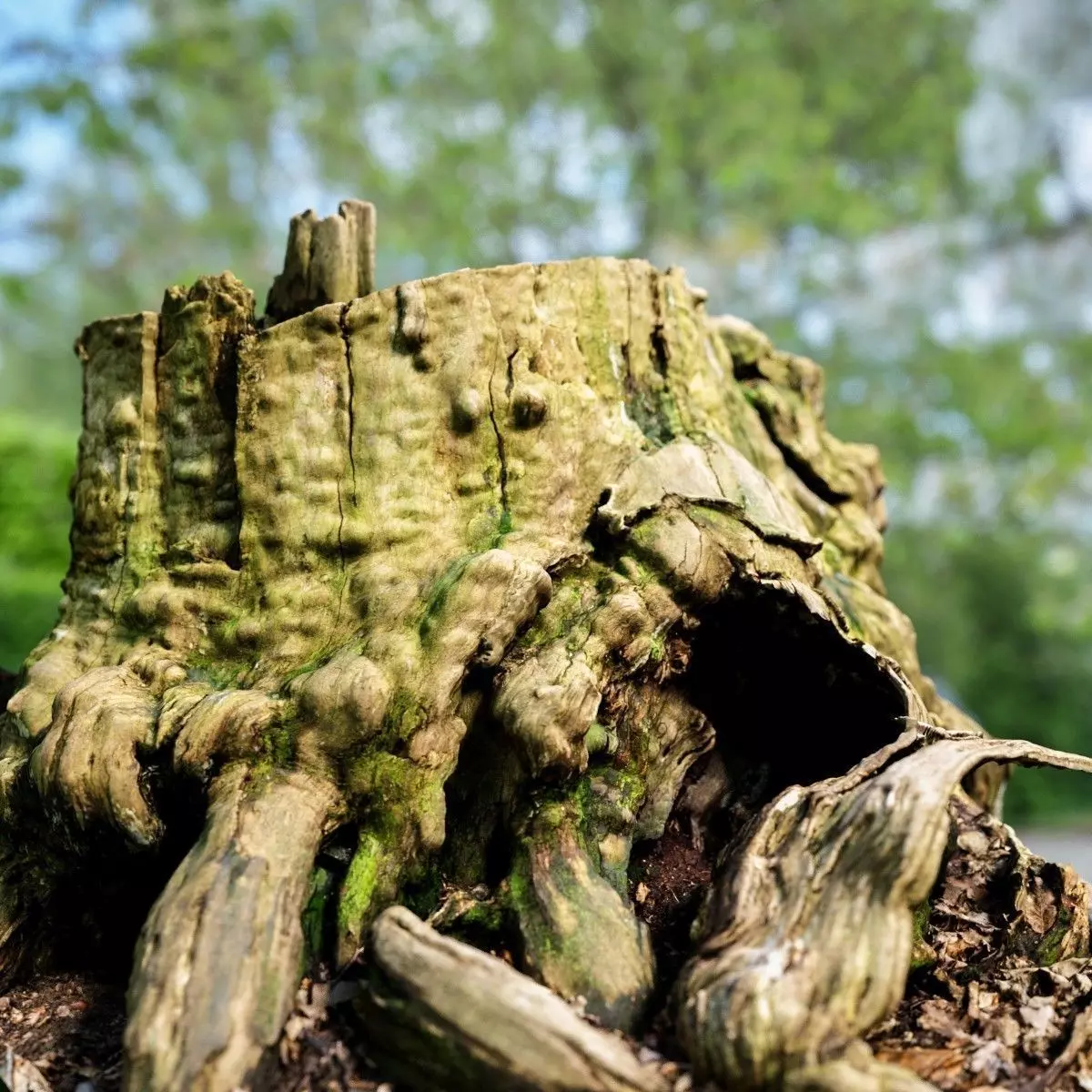 Realistic tree root stump Low-poly 3D model_0