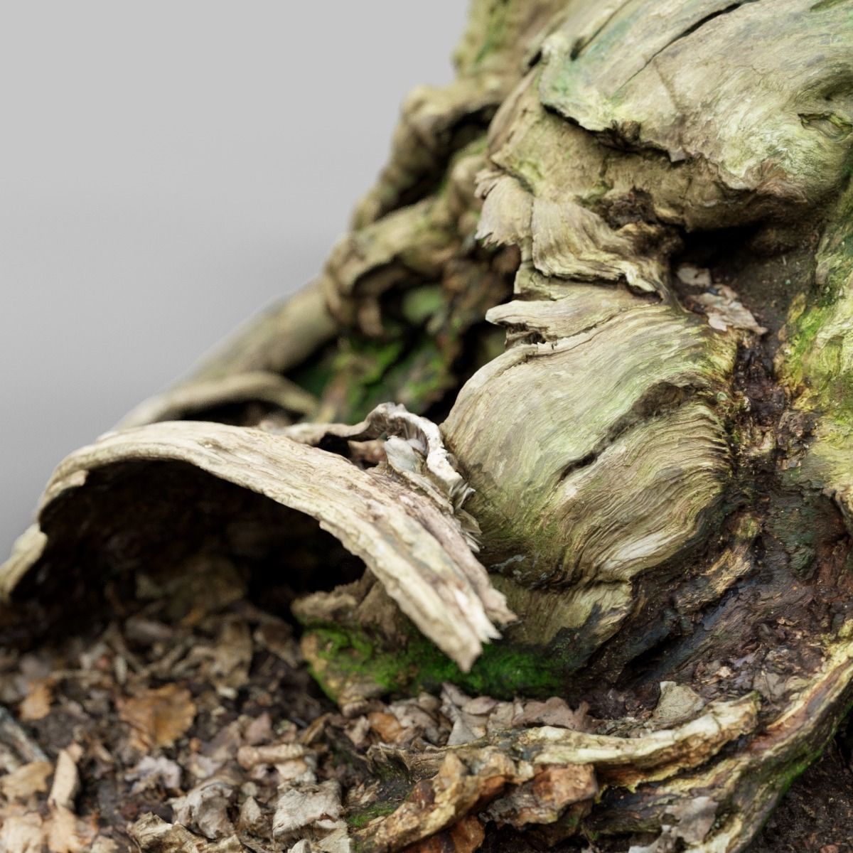 Realistic tree root stump Low-poly 3D model_7
