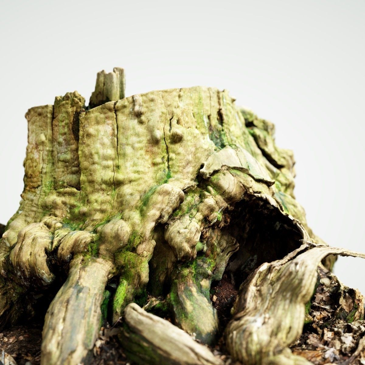 Realistic tree root stump Low-poly 3D model_1