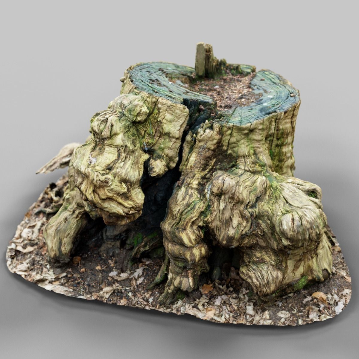 Realistic tree root stump Low-poly 3D model_13
