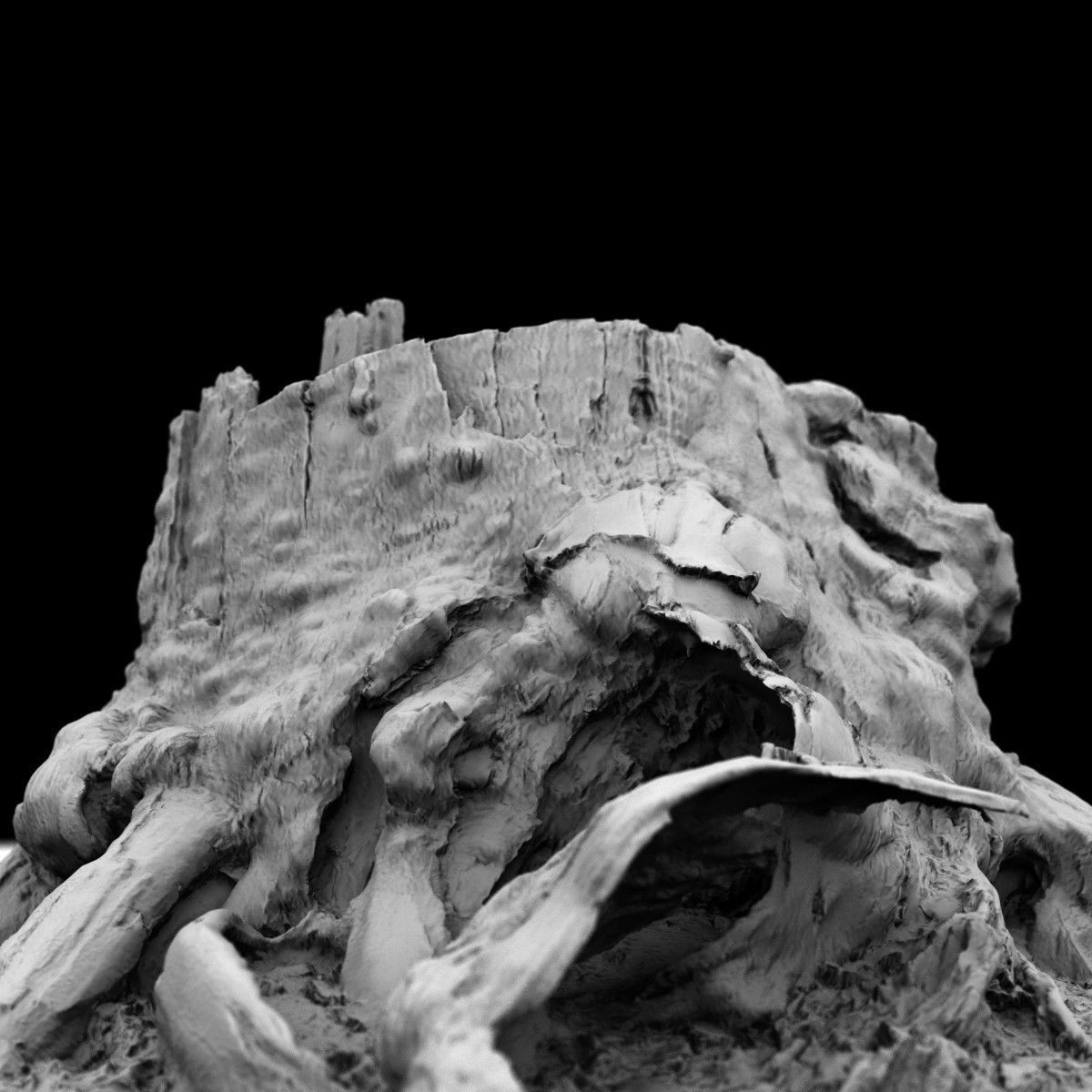 Realistic tree root stump Low-poly 3D model_5