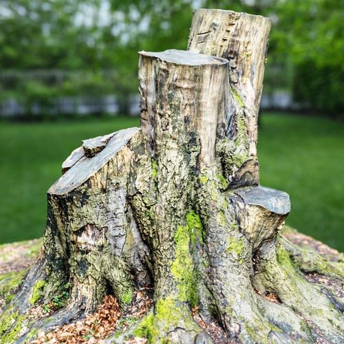 Big Tree stumps Low-poly 3D model