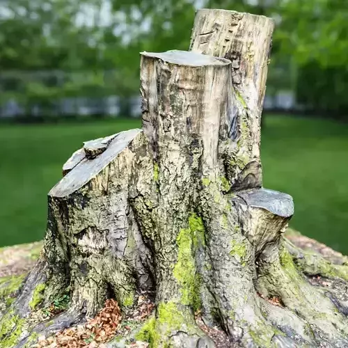 Big Tree stumps Low-poly 3D model
