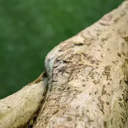 small branch detail scan