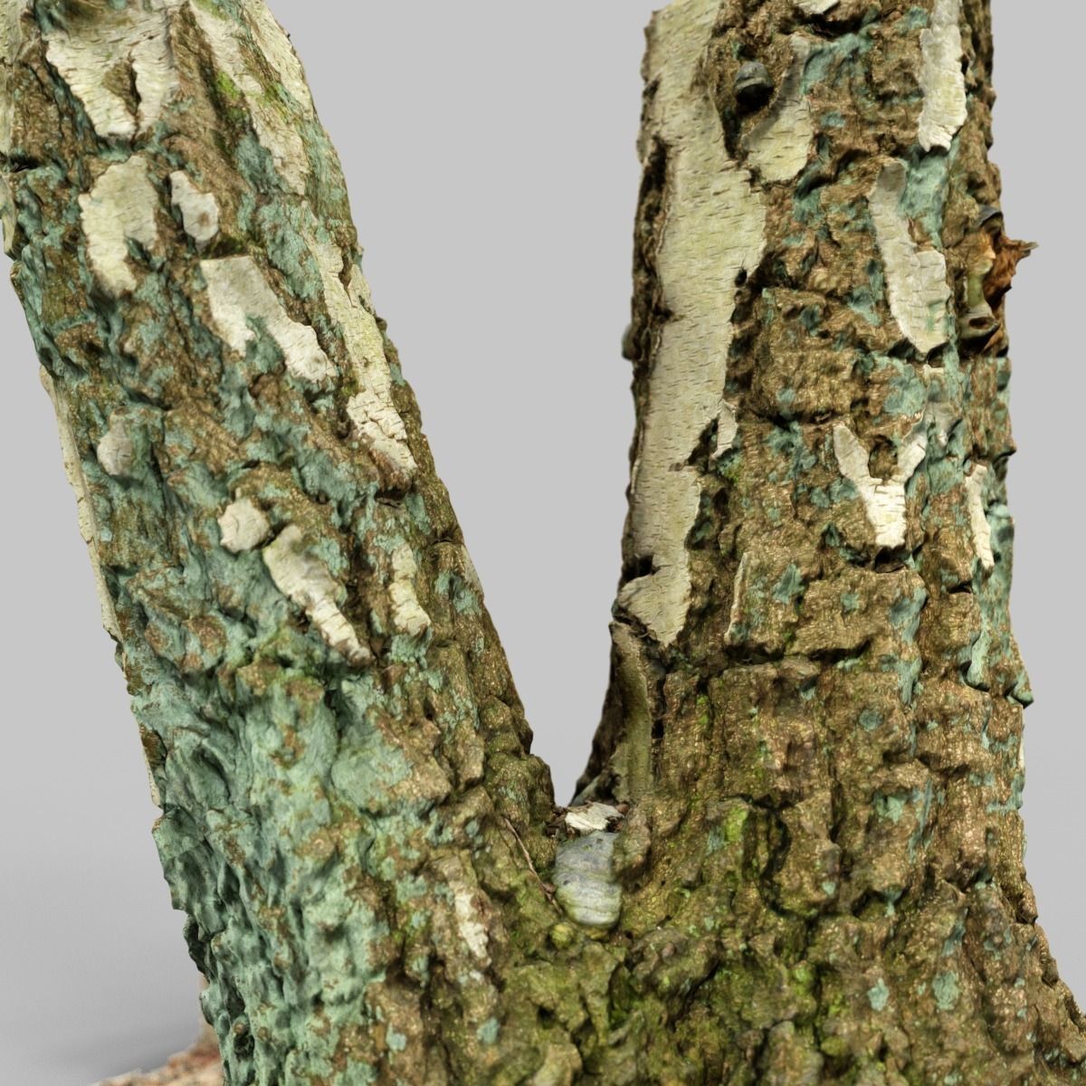 Split Tree foundation Low-poly 3D model_0