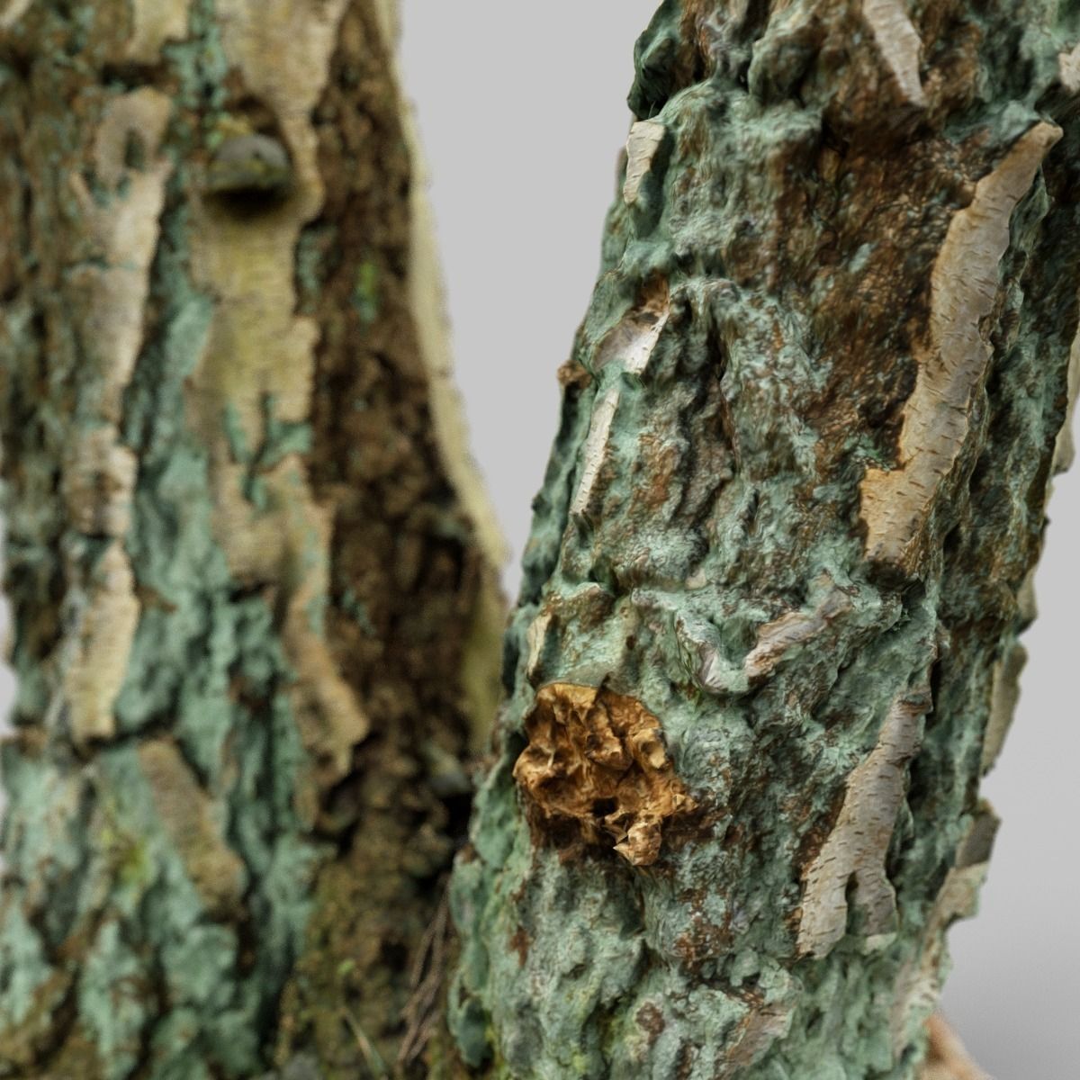 Split Tree foundation Low-poly 3D model_2