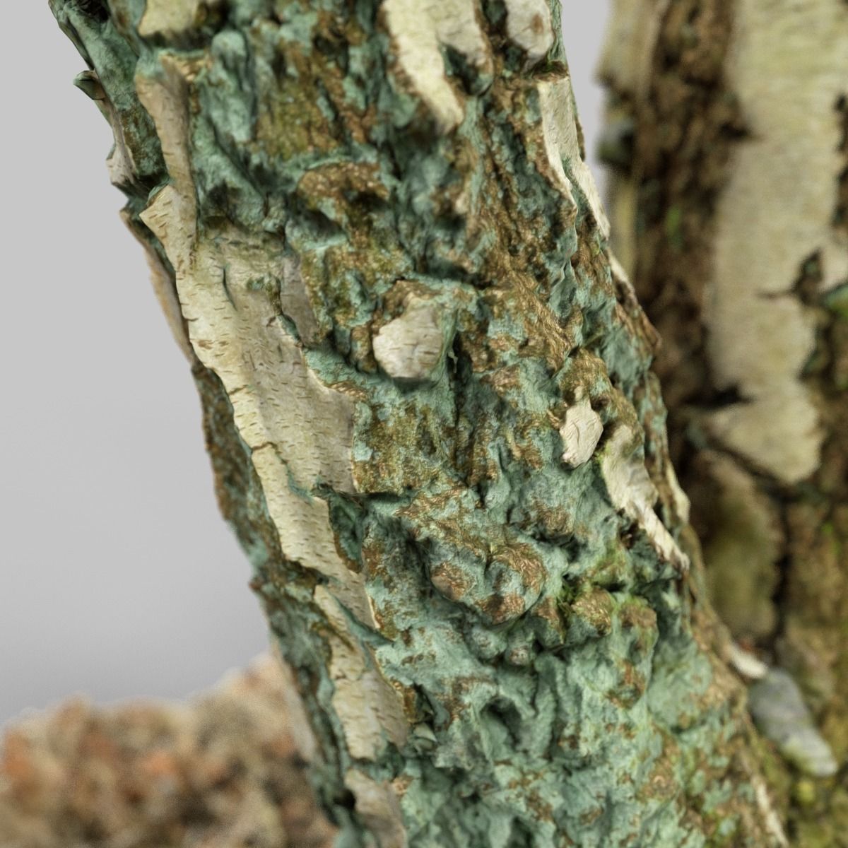 Split Tree foundation Low-poly 3D model_4