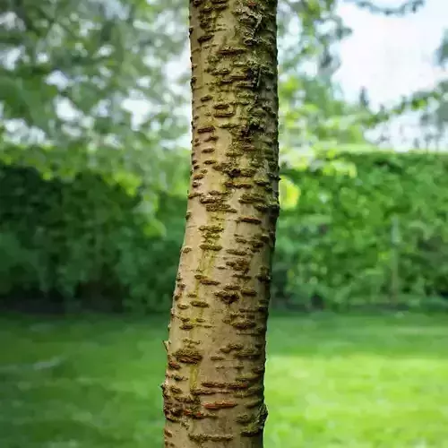 Tree sample Bark
