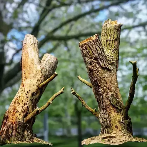 Detailed tree stump Low-poly 3D model