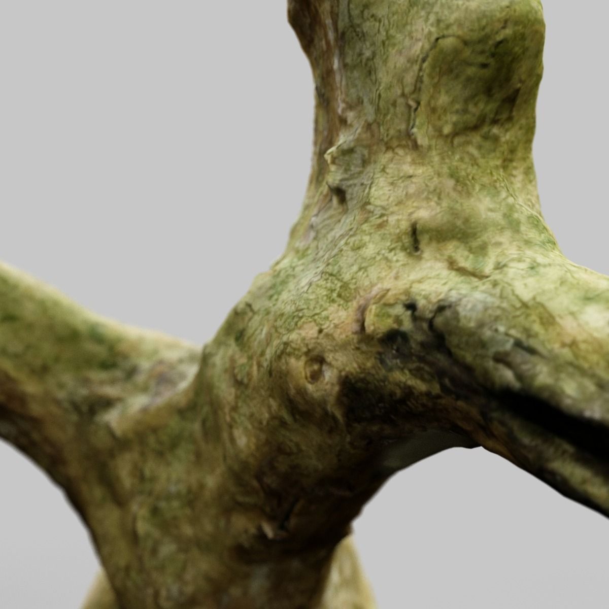 Curly tree Scan Low-poly 3D model_8