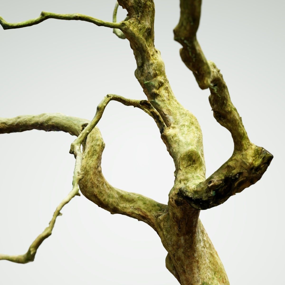 Curly tree Scan Low-poly 3D model_3