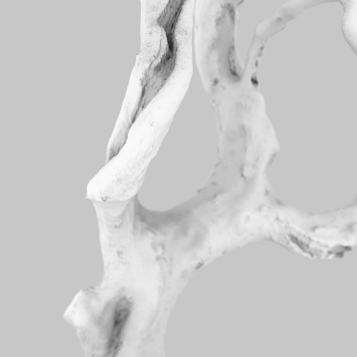 Curly tree Scan Low-poly 3D model_9