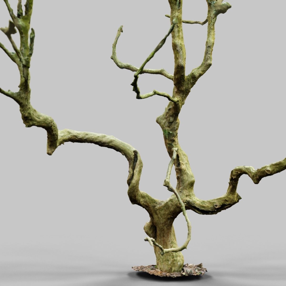 Curly tree Scan Low-poly 3D model_7