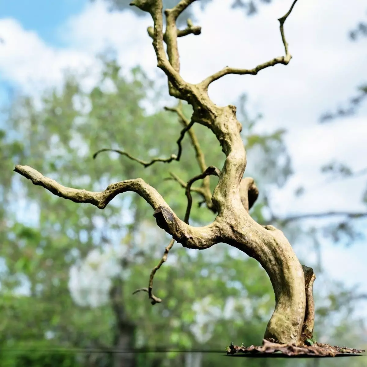 Curly tree Scan Low-poly 3D model_0