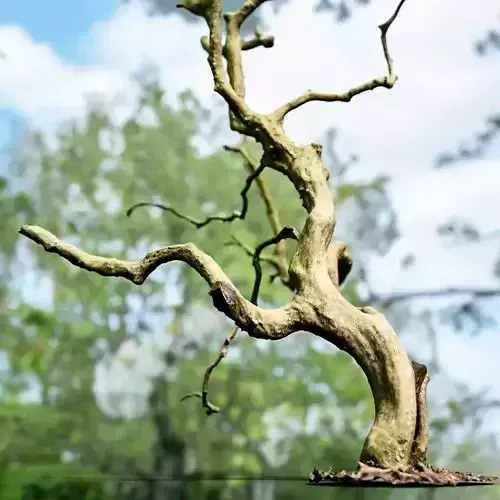 Curly tree Scan Low-poly 3D model