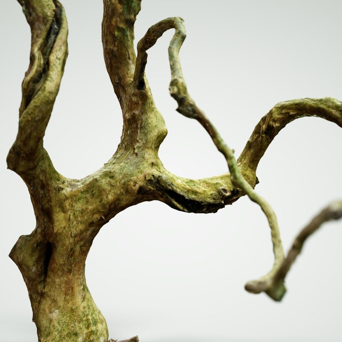 Curly tree Scan Low-poly 3D model_4