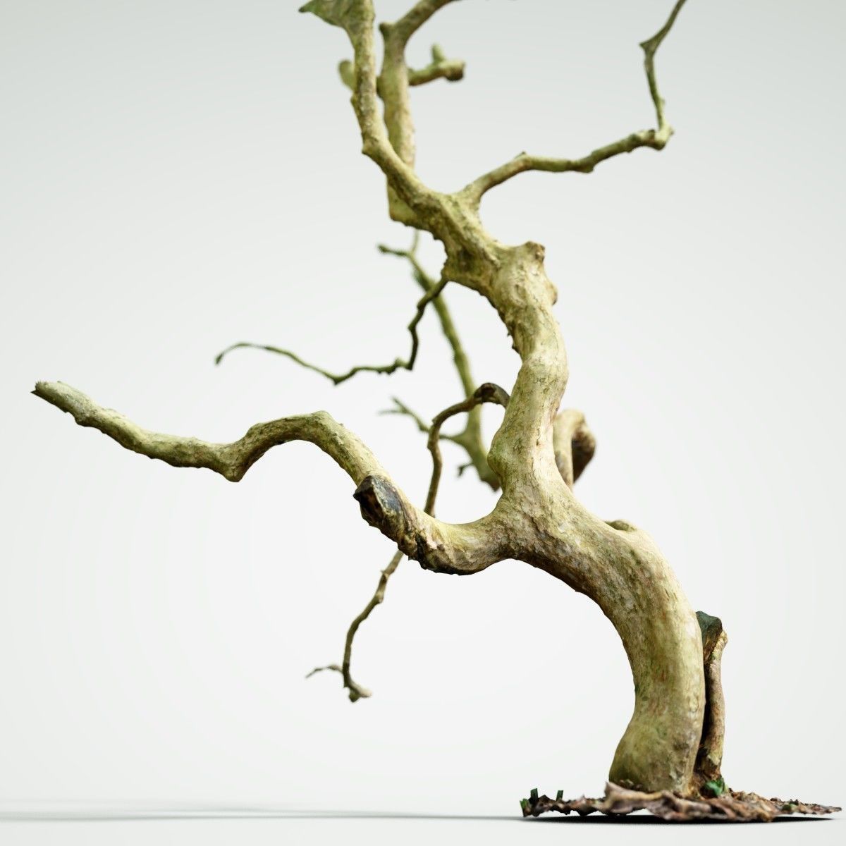 Curly tree Scan Low-poly 3D model_1