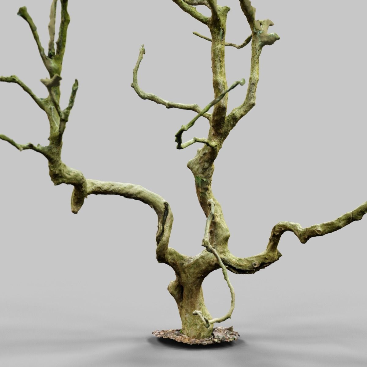Curly tree Scan Low-poly 3D model_12