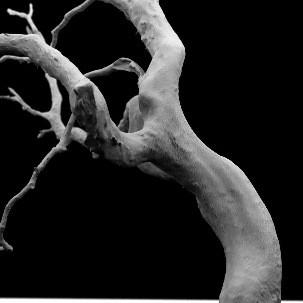 Curly tree Scan Low-poly 3D model_5