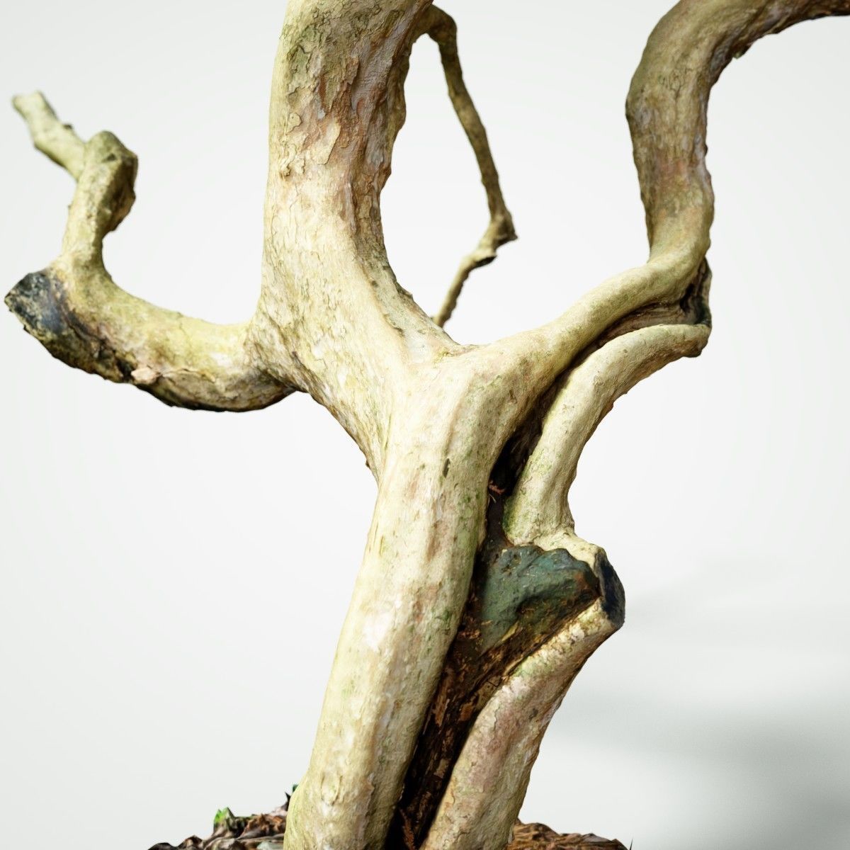 Curly tree Scan Low-poly 3D model_2