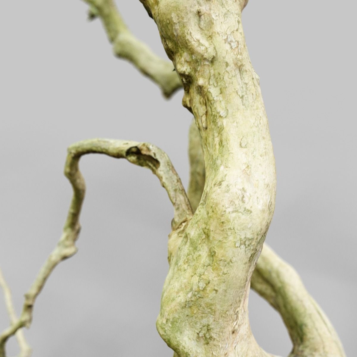 Curly tree Scan Low-poly 3D model_10