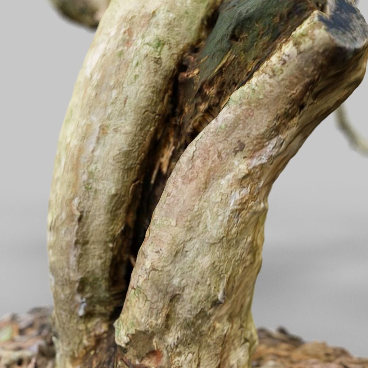 Curly tree Scan Low-poly 3D model_13