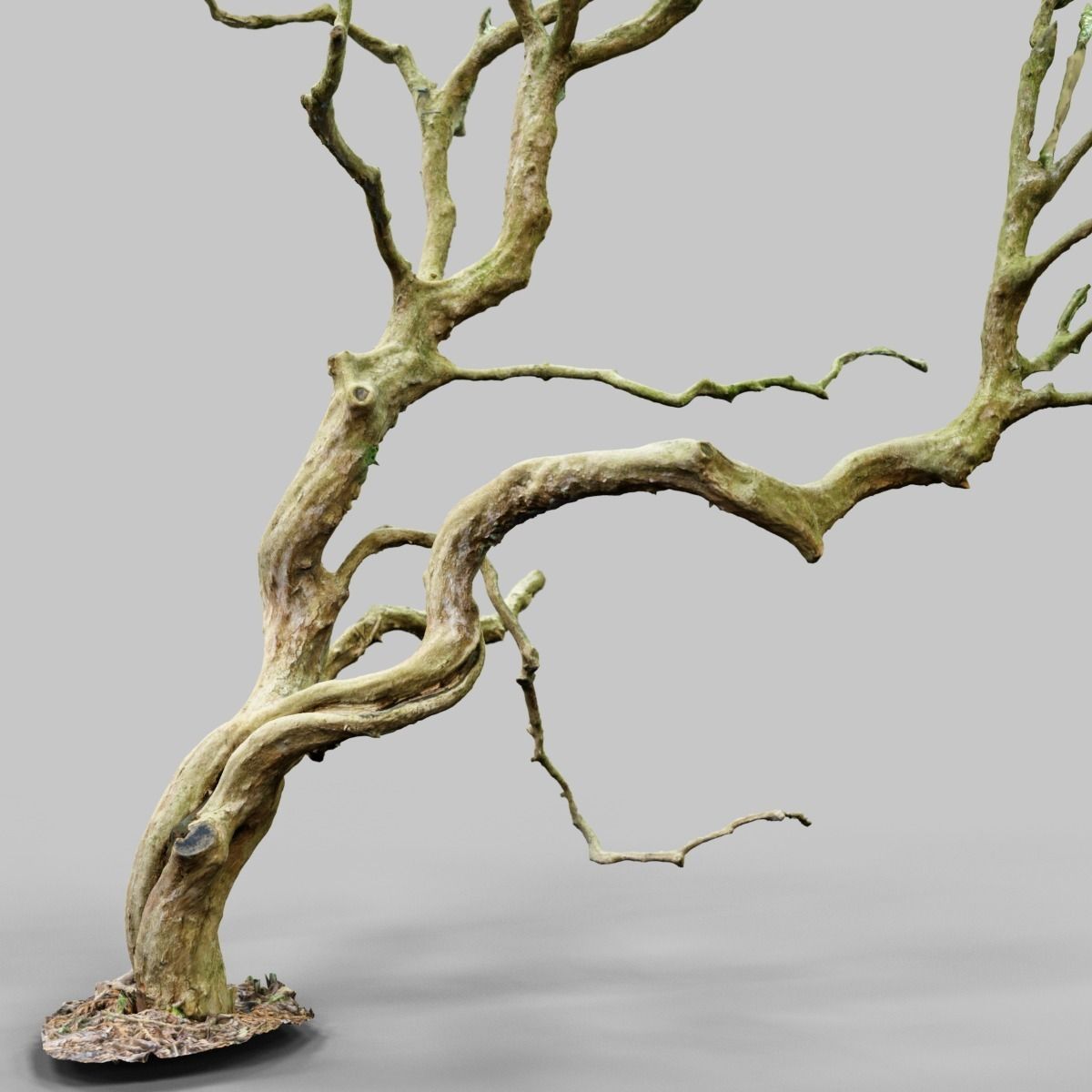 Curly tree Scan Low-poly 3D model_6