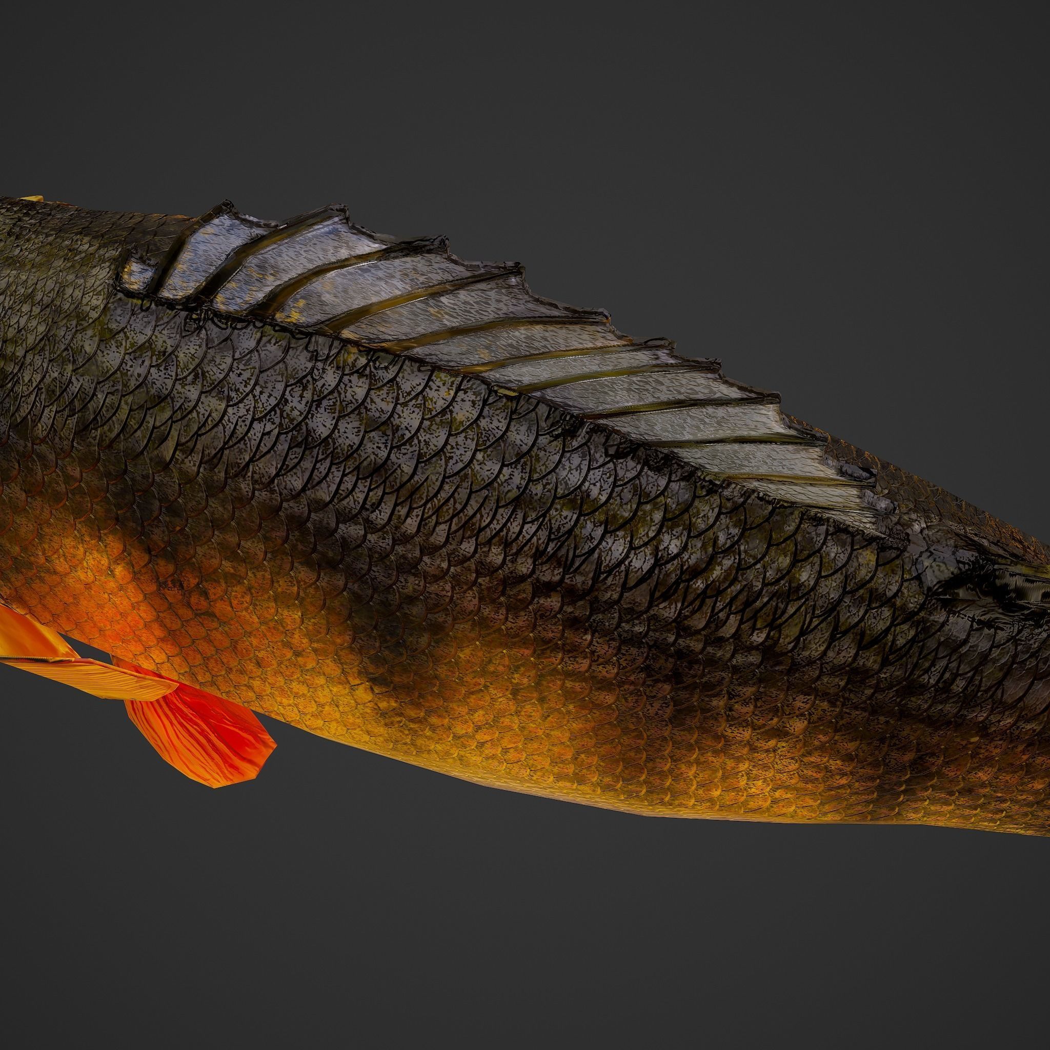 Perch fish Low-poly 3D model_19