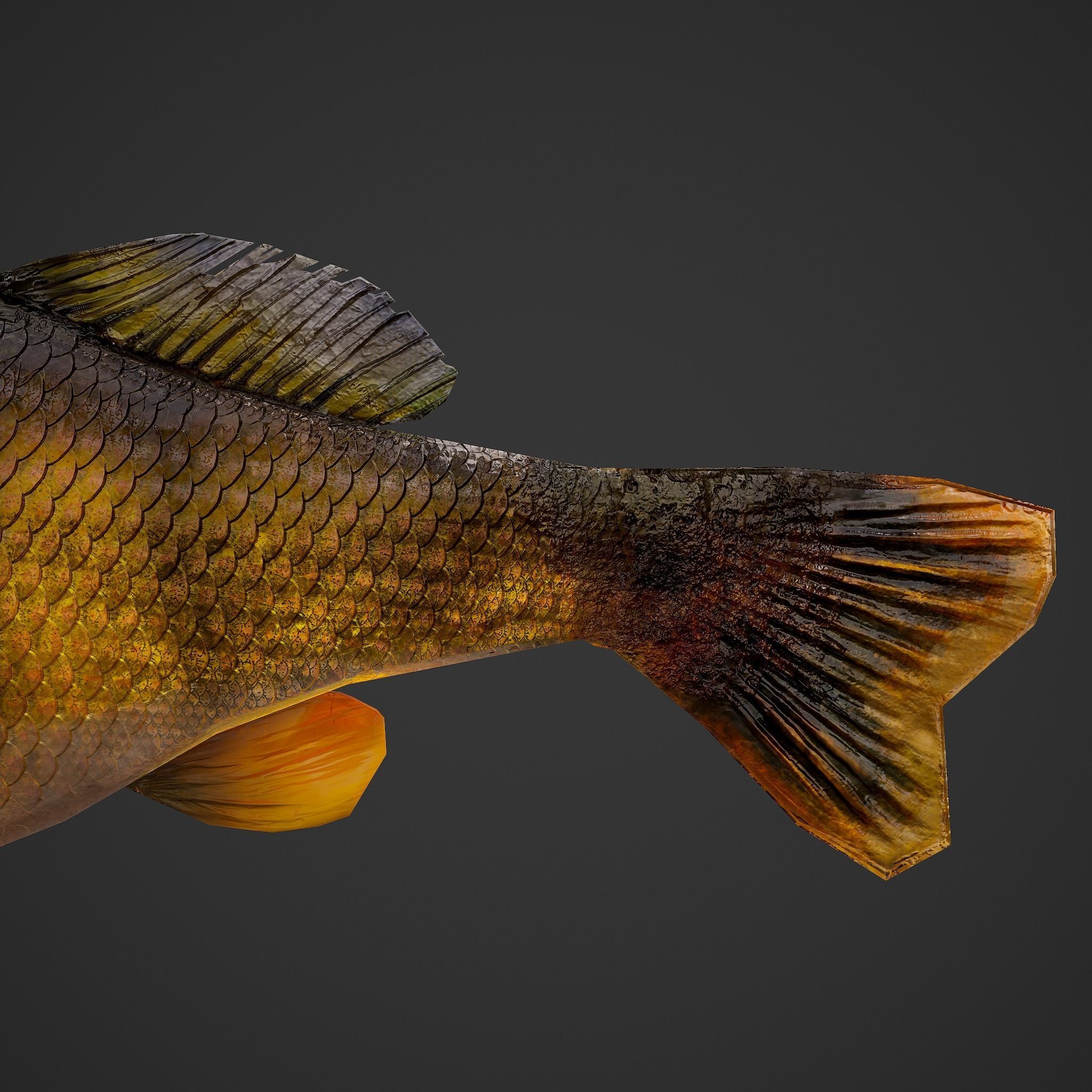 Perch fish Low-poly 3D model_17