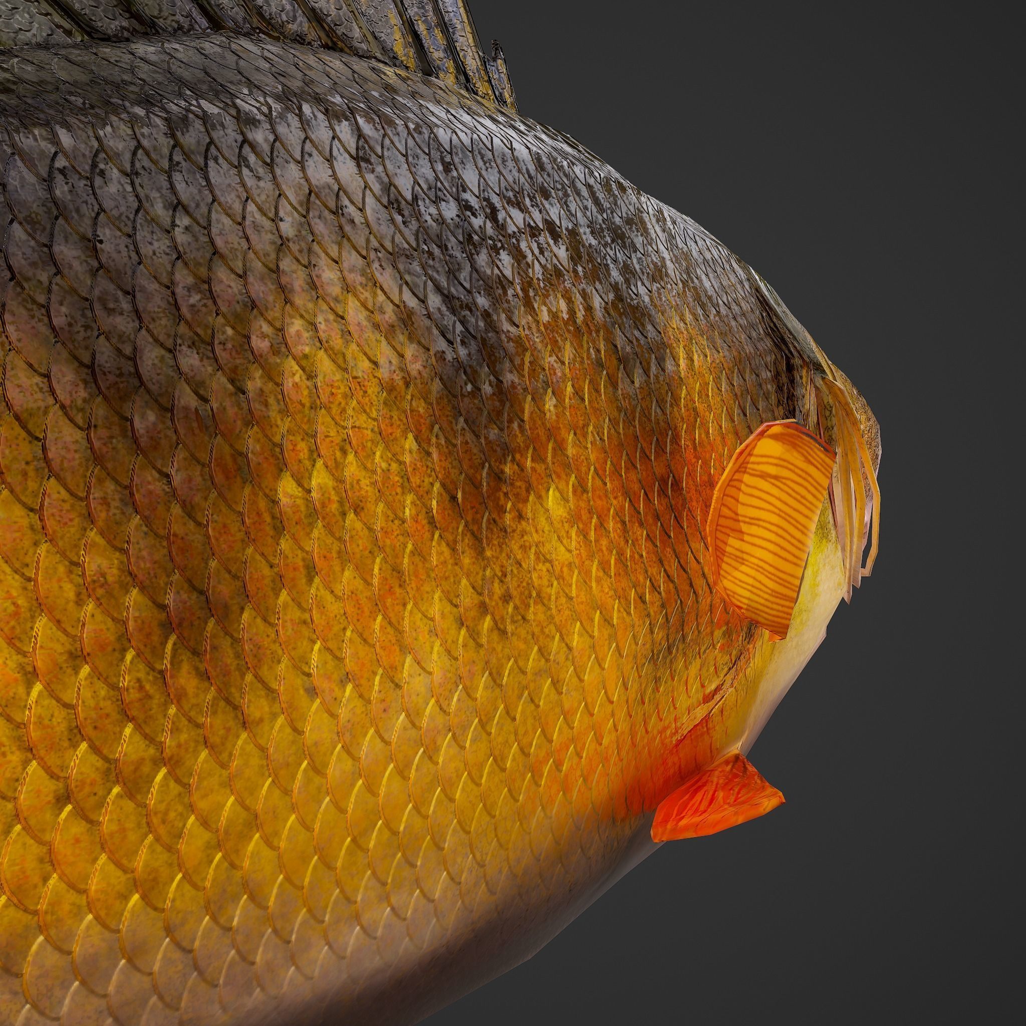 Perch fish Low-poly 3D model_24