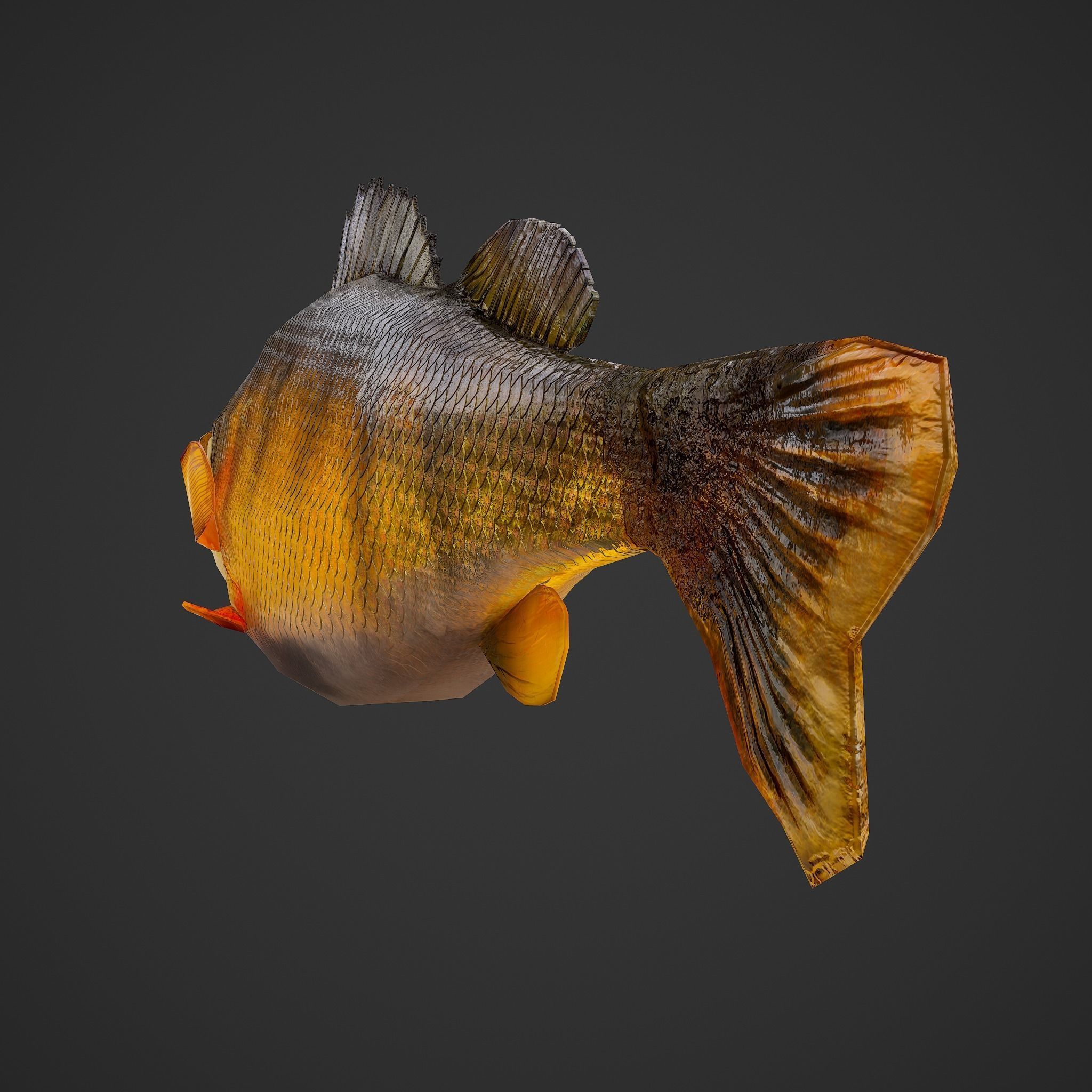Perch fish Low-poly 3D model_25